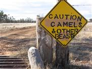 Beware of camels