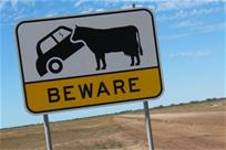 Beware of the cow